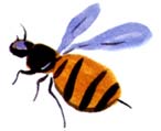 Illustration by Amanda Duffy