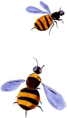 Illustration by Amanda Duffy