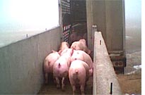 Loading onto the truck