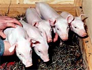 Five little piggies for market