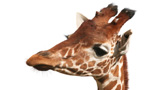 How Do You Know if Your Zoo Is Mistreating Its Giraffes? 