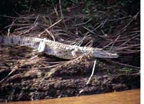 A Nile crocodile