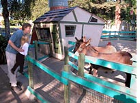 Llamas, in Tallulah's world