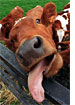 Mad Cow