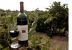 Wine bottle