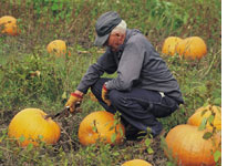 Farmer harvesting pumpkins. Click image to expand.